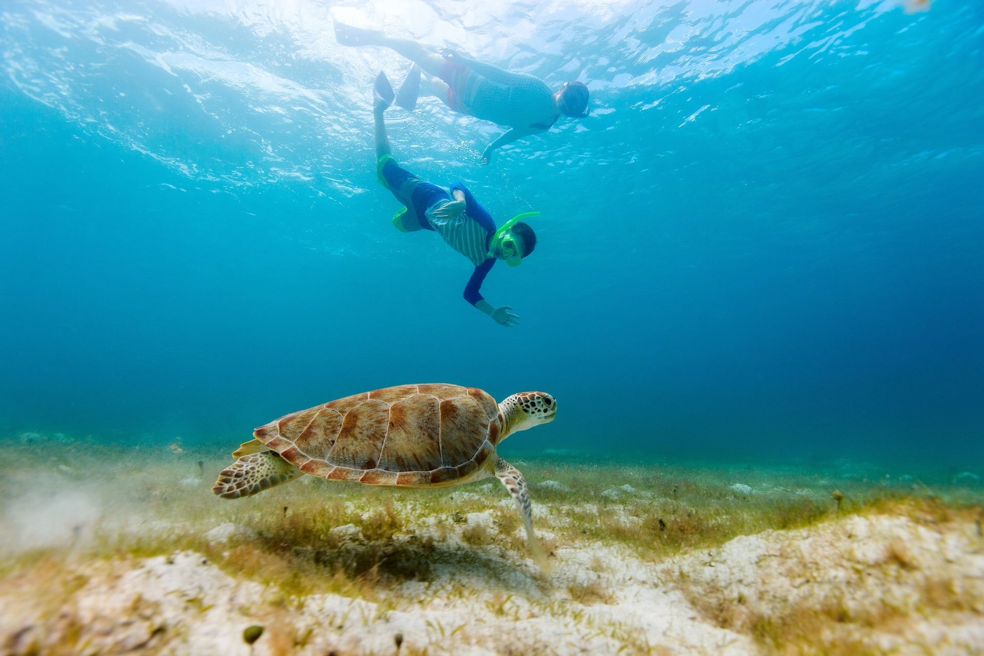 Snorkelers nadando próximos a uma tartaruga marinha em águas claras de Búzios